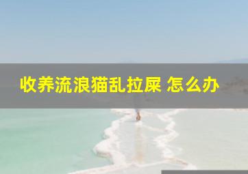 收养流浪猫乱拉屎 怎么办